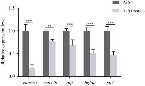 Primary Culture and Characterization of a Crucian Carp (Carassius ...