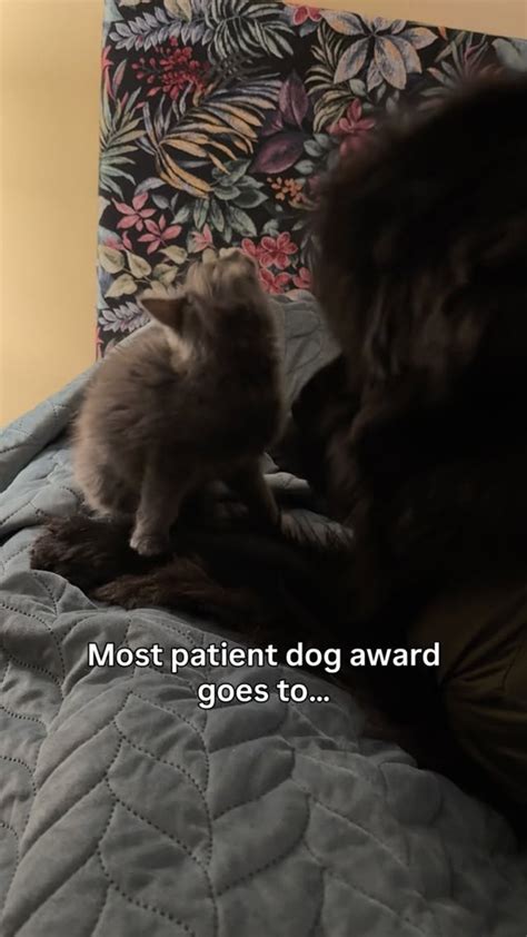 Inside dog behavior the true meaning of patience