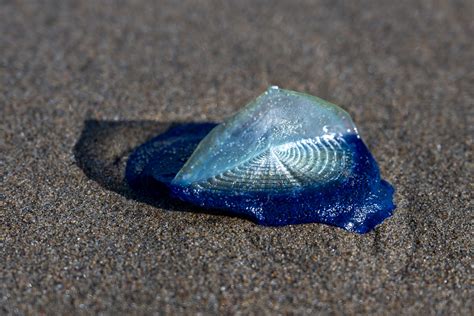 Bay Area Beaches Are Chock-Full of Mysterious Blue Creatures Again. Here’s How to See Them | KQED