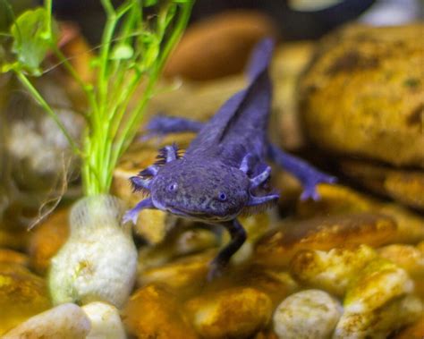 The Remarkable Axolotl: Nature’s Guide to Regrowing Limbs