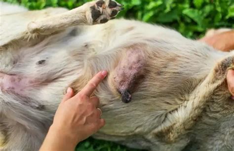 How to Shrink a Tumor in a Dog: Effective Treatment Options, and Care ...