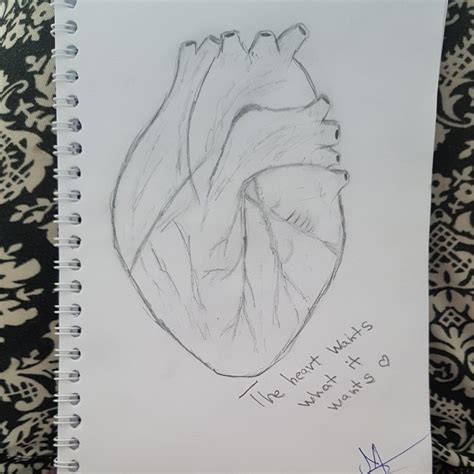 Human Heart Drawing Easy 的图像结果