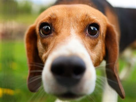 Animal welfare orgs start transfer of 1,500 Ridglan beagles