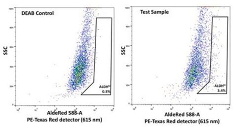HPV-16-Positive Squamous Carcinoma Cell Line Millipore