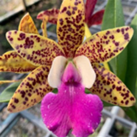 Cattleya Orchid Plant Tosapol Spot x aclandiae Seedling