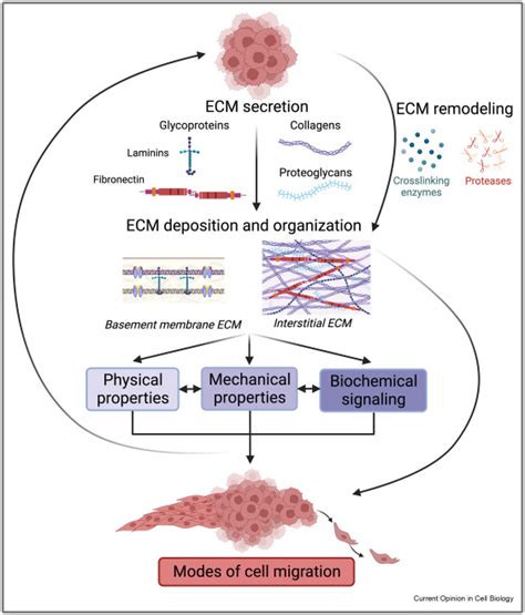 Extracellular matrix dynamics: A key regulator of cell migration across ...