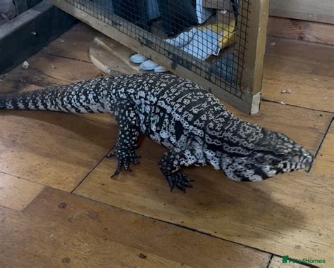 Black and White Tegu for sale in Ipswich | Pets4Homes