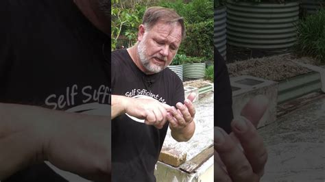 Eliminating nut grass weed organically from a raised garden bed