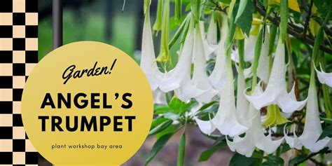 Garden with Pedro: Angel Trumpet Tree, 1516 Lincoln Ave, Alameda, 28 ...