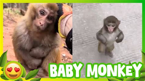 Baby Monkey Adventures 🐵👶 | Cute, Funny & Heart-Melting Jungle Moments