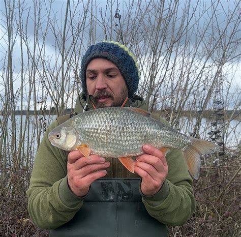 3lb Redfin Caps Dream Roach Session