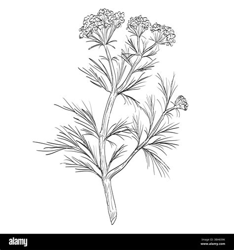 Temperate perennial Black and White Stock Photos & Images - Alamy