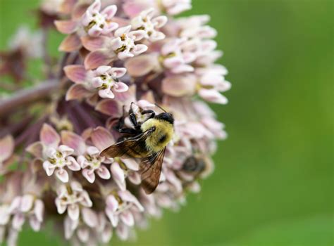 Columbus could relax its weed code. What does that mean for your garden?