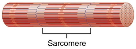 Skeletal Muscle Structure, T Tubules, and Duchenne Muscular Dystrophy ...
