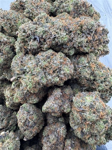 Buy Tom Ford Rockstar - (Pressure Farms BC) Online at ZenCo