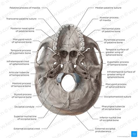 Skull: Anatomy, structure, bones, quizzes | Kenhub