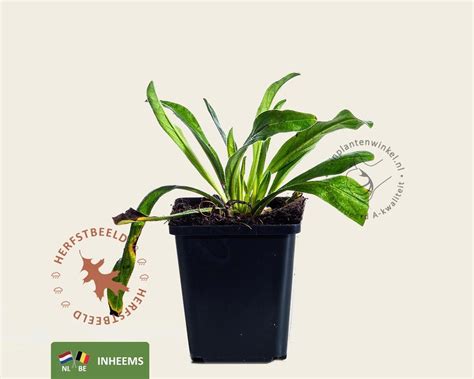 Echium vulgare kopen | Slangenkruid