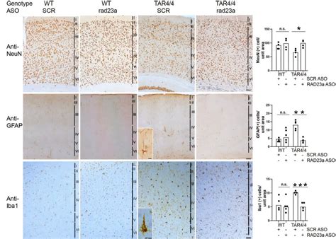 Targeting key proteins in fight against ALS