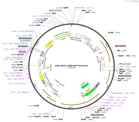 Addgene