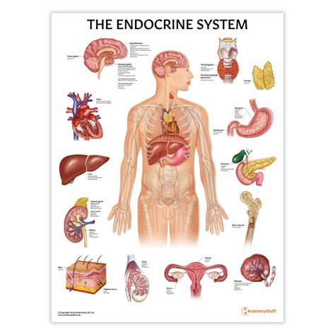 The Endocrine System Poster | Hormones Glands Anatomy Chart – AnatomyStuff
