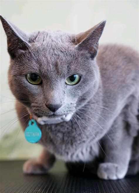 Silvanna the cat has a grumpy day