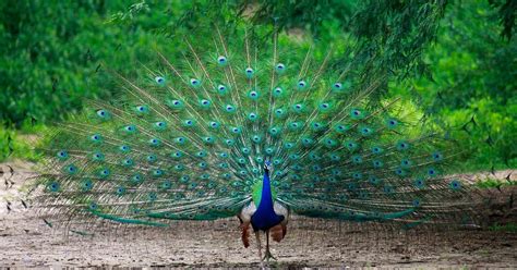 Which Island Is Known As the Peacock Island of India?