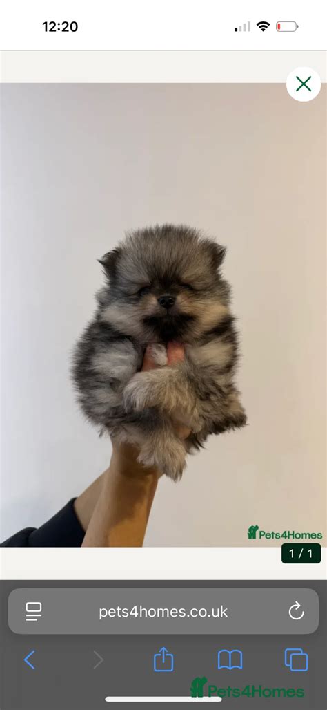 Stunning litter of pedigree Pomeranians. for sale in Basildon | Pets4Homes