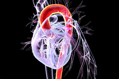 Aortic arch replacement | Blog | Loyola Medicine