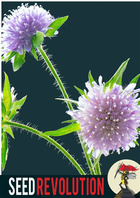 Devil's Bit Scabious Native Wildflower Seed – Seed Revolution