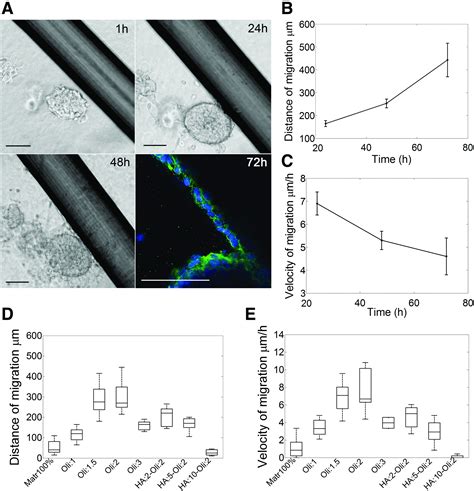 Extracellular Matrix Properties Regulate the Migratory Response of ...