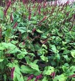 Persicaria amplexicaulis 'Rosea' - Duizendknoop Online Kopen - PlantBezorgd