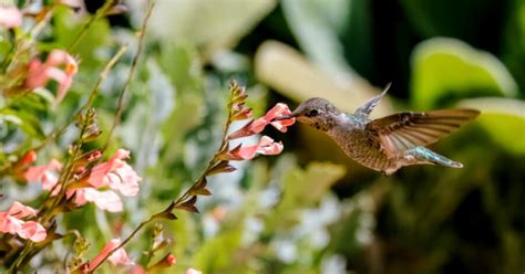 Si un colibrí visita tu casa, no es casualidad y significa varias cosas ...
