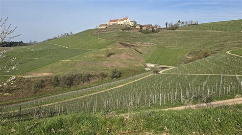 Zukunft von Schloss Staufenberg: Weinbau endet, Tiere ziehen ein