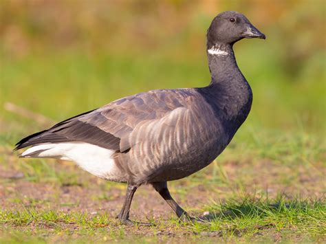 Brent Goose | Birdfact