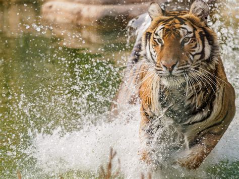Welcome to Wildheart Animal Sanctuary | Sandown, Isle of Wight