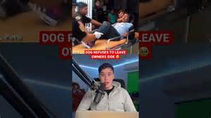 Dogs that refused to leave their longtime owner