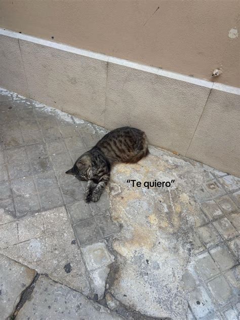 badbuuu #fyp #parati #badbunny #elconejomalo #minovio | TikTok