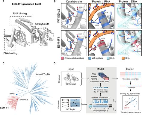 Structure and evolution-guided design of minimal RNA-guided nucleases ...