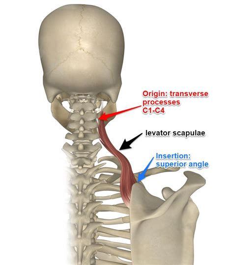 Learn About Neck Muscles for Better Health and Movement | TikTok