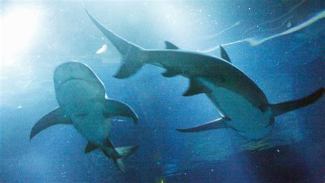 From Blue Zoo to Oklahoma Aquarium: Where to see sharks this summer