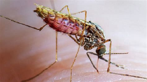 Malaria | CDC