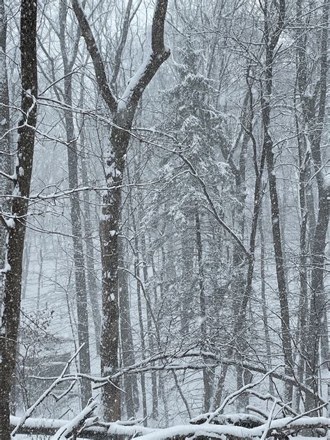 The woods in the snow – @geopsych on Tumblr