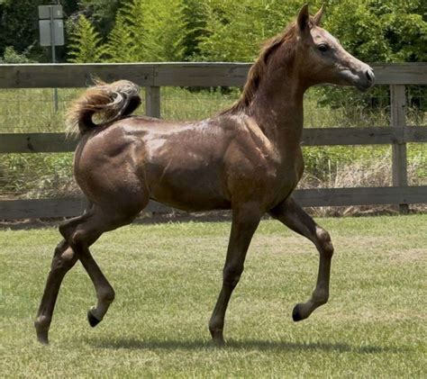 Beautiful Straight Egyptian Colt