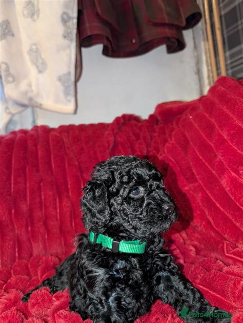 Toy cockerpoo puppies for sale in Mansfield | Pets4Homes