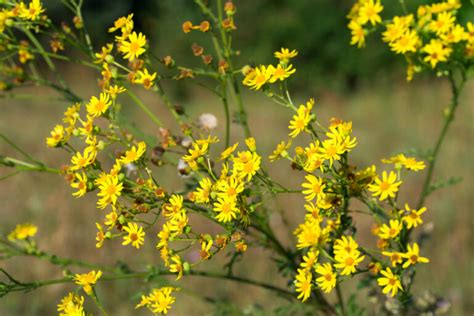 How to Get Rid of Tansy Ragwort: Best Control Tips