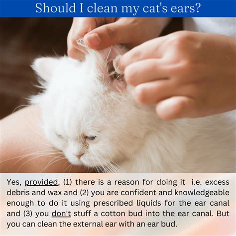 How To Clean Cats Ears Safely And Effectively ⋆ ctf.bnsf.com