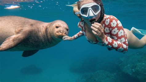 Watch what happens when a 600 lb seal sneaks up behind her