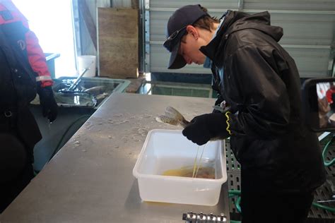 Lake Pueblo walleye spawn underway to feed fisheries across Colorado