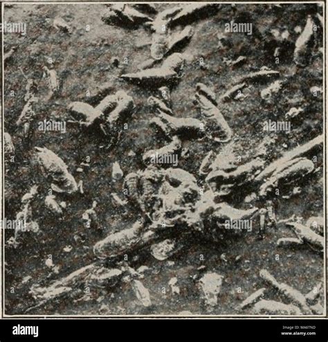 . Elementary textbook of economic zoology and entomology Stock Photo - Alamy