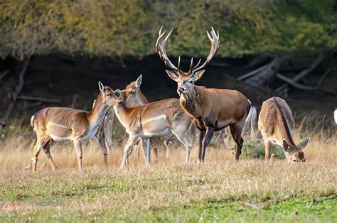 When Are Deer Most Active [With Deer Movement Chart!] - DeerSeason.Org